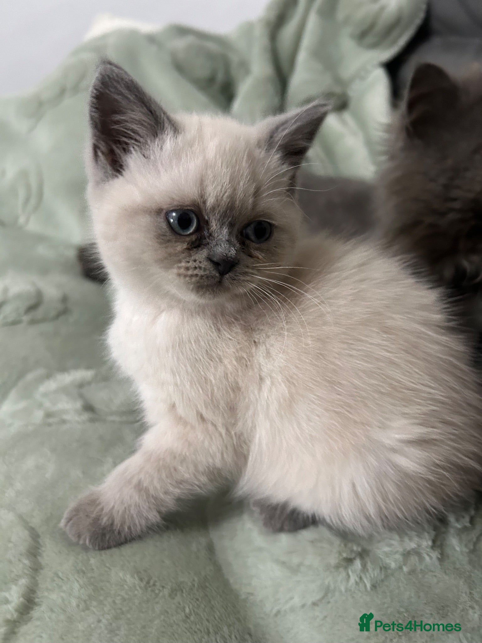 Mixed Breed cats Beautiful British shorthair/persian kittens - Advert 9