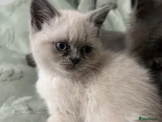 Mixed Breed cats Beautiful British shorthair/persian kittens - Advert 9