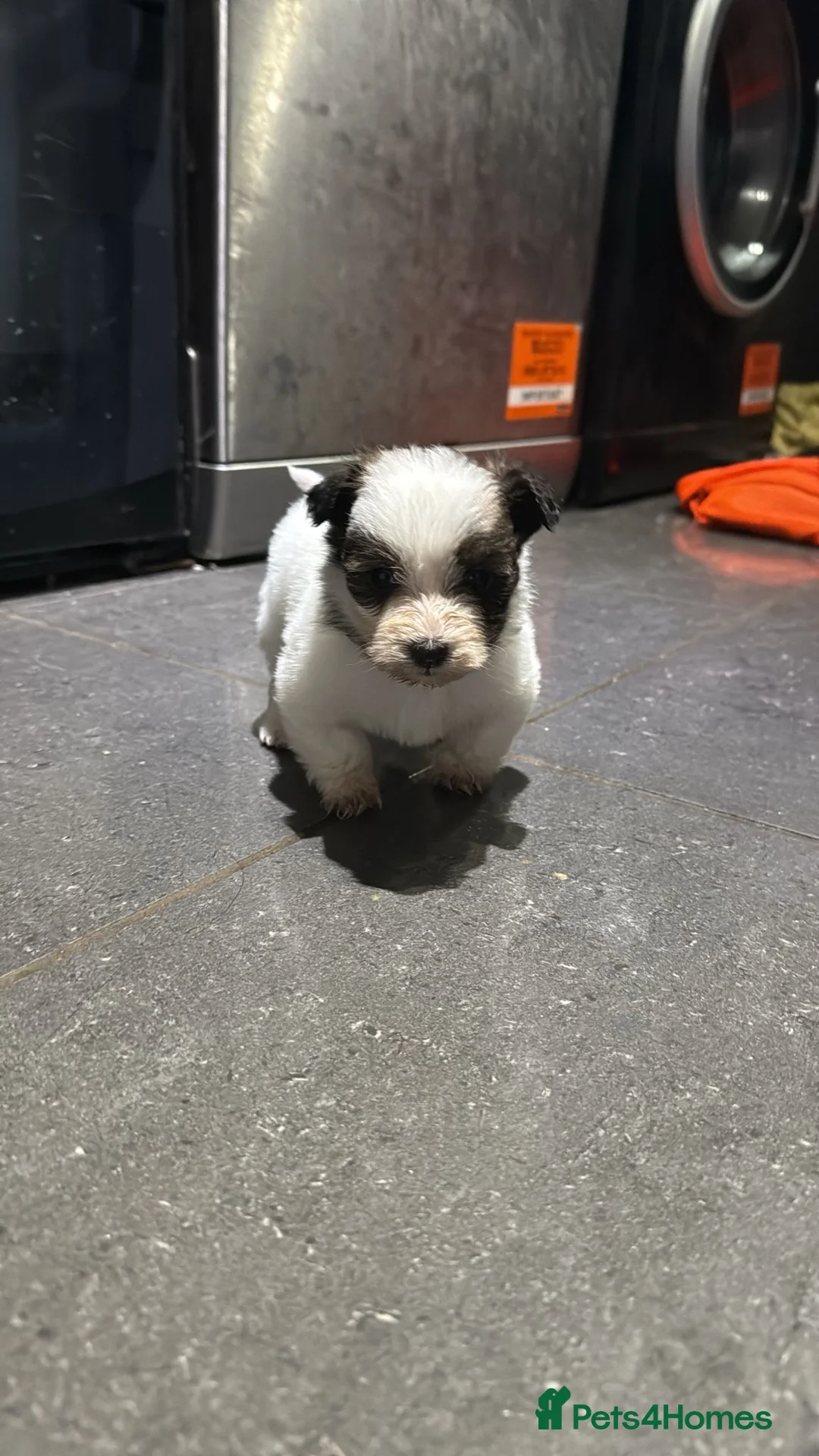 Morkie dogs for sale: 3 beautiful morkies looking for forever home  - Advert 7