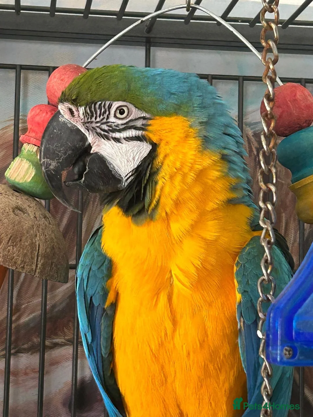 Macaws birds for sale: Blue and gold macaw for sale & cage  in Plymouth - Advert 1