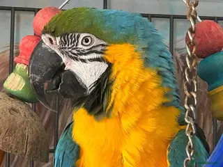 Macaws birds Blue and gold macaw for sale & cage - Advert 2