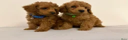 Toy Poodle dogs for sale: Fully Health tested Toy poodles Kc registered  in Gravesend - Advert 4