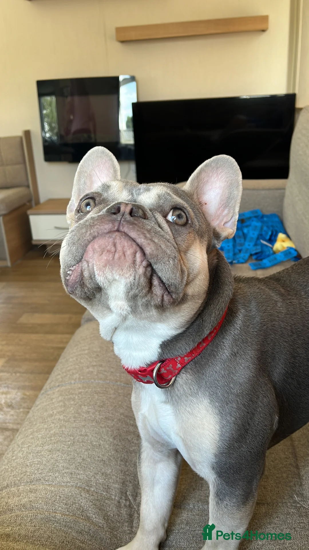 French Bulldog dogs for stud: Looking for a stud in Johnstone - Advert 5