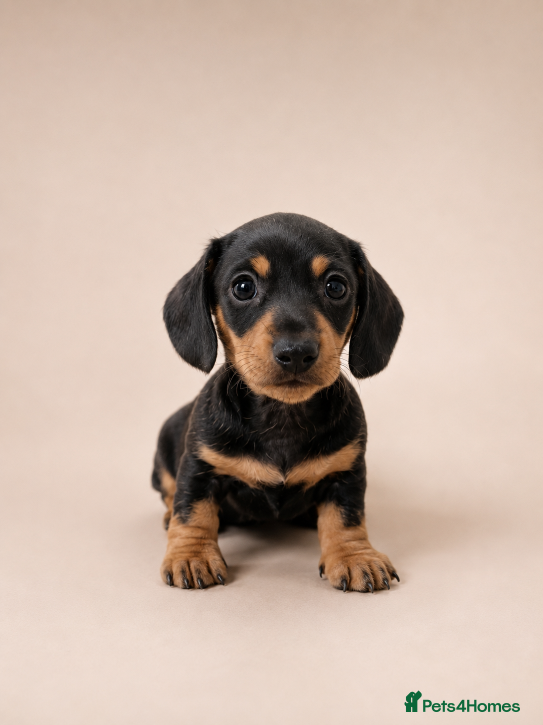 Miniature Dachshund dogs Kc reg miniature smooth haired dachshund  - Advert 8