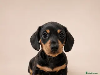 Miniature Dachshund dogs Kc reg miniature smooth haired dachshund - Advert 8