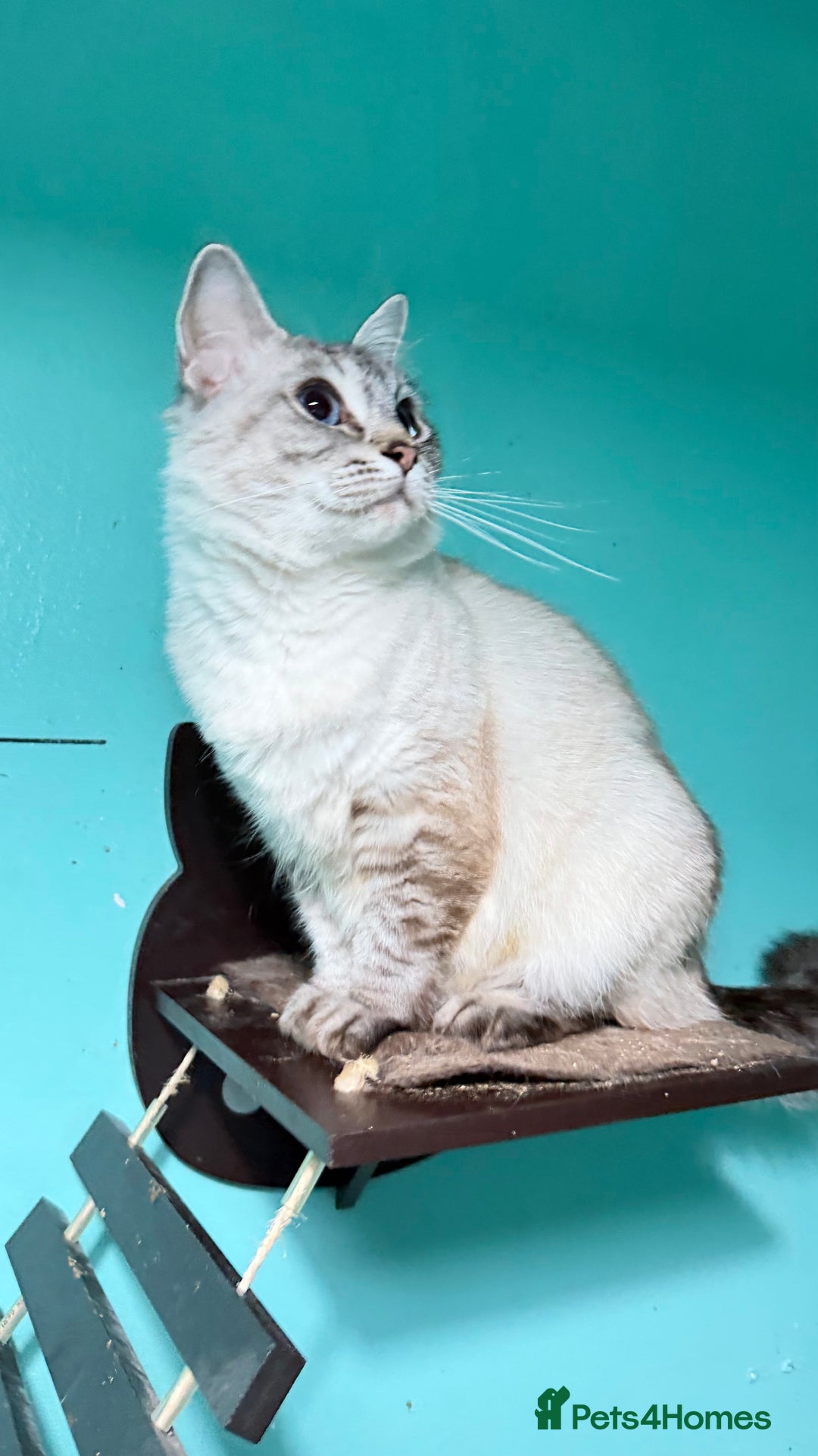 Ragdoll cats for sale: Beautiful ragdoll kitten  - Advert 2