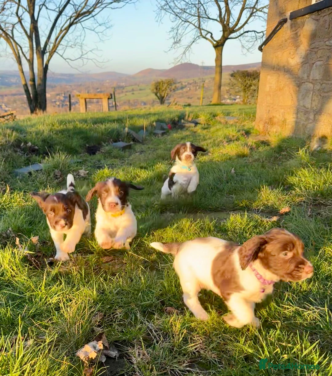 English Springer Spaniel dogs for sale: Beautifully marked, kc registered, legally docked. - Advert 12