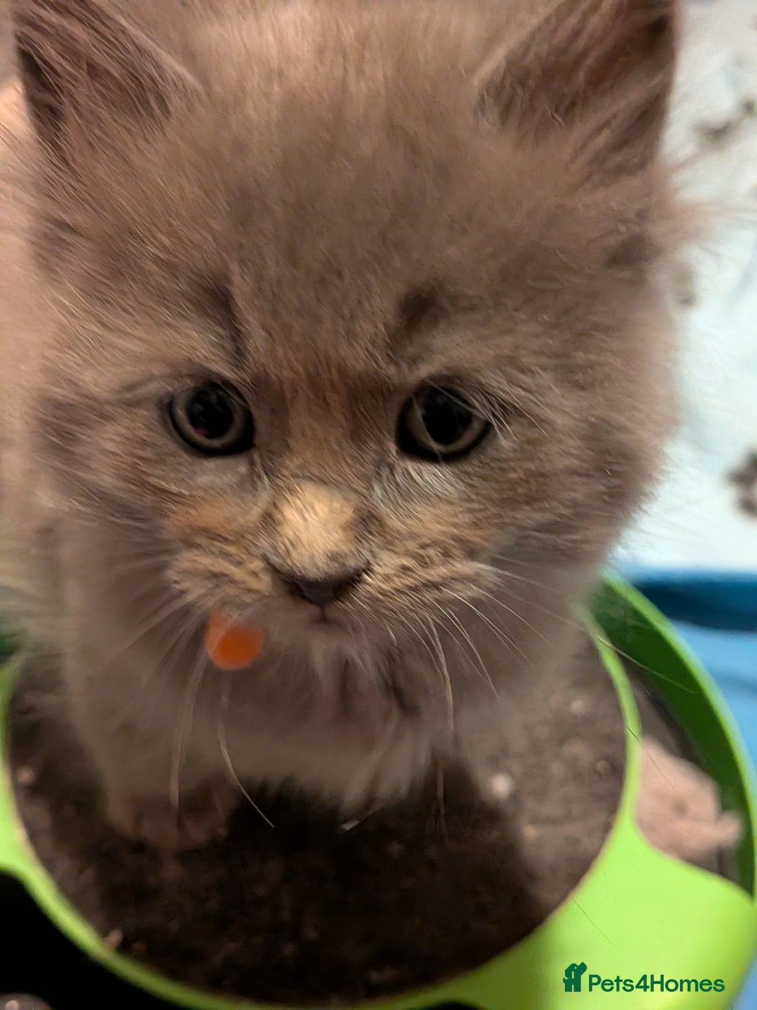 Maine Coon cats for sale: Mainecoon  x ragdolls - Advert 17