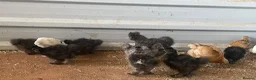 Chickens poultry for sale: Light Sussex. Buff Sussex . Orpington’s & silkies  - Advert 2