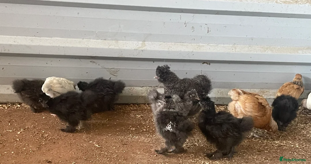 Chickens poultry for sale: Light Sussex. Buff Sussex . Orpington’s & silkies  - Advert 2