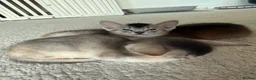 Abyssinian cats for sale: TICA Registered Abyssinian Kittens - Advert 7