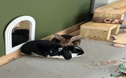 French Lop rabbits for sale: Bonded House Rabbit Pair Seeking Loving Home - Image 2