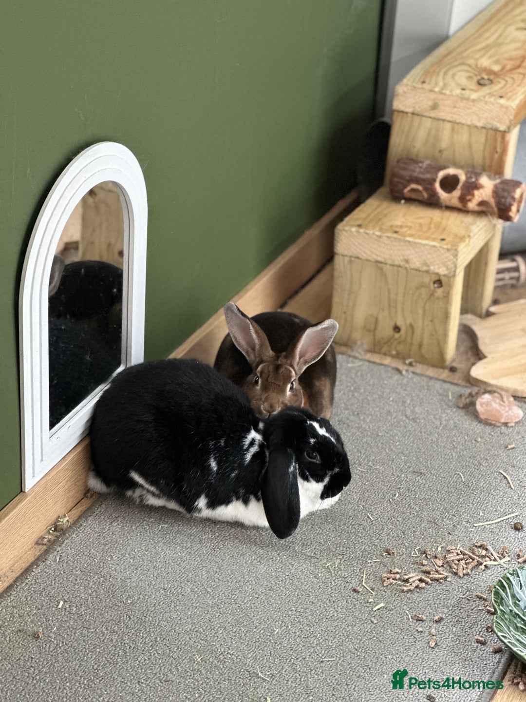 French Lop rabbits for sale: Bonded House Rabbit Pair Seeking Loving Home - Image 2
