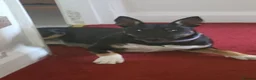 Mixed Breed dogs for sale: Breathtakingly Beautiful EBT Mix Puppy For Sale. - Advert 2