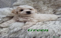Zuchon dogs for sale: Bichon Frise puppy for sale  - Image 15