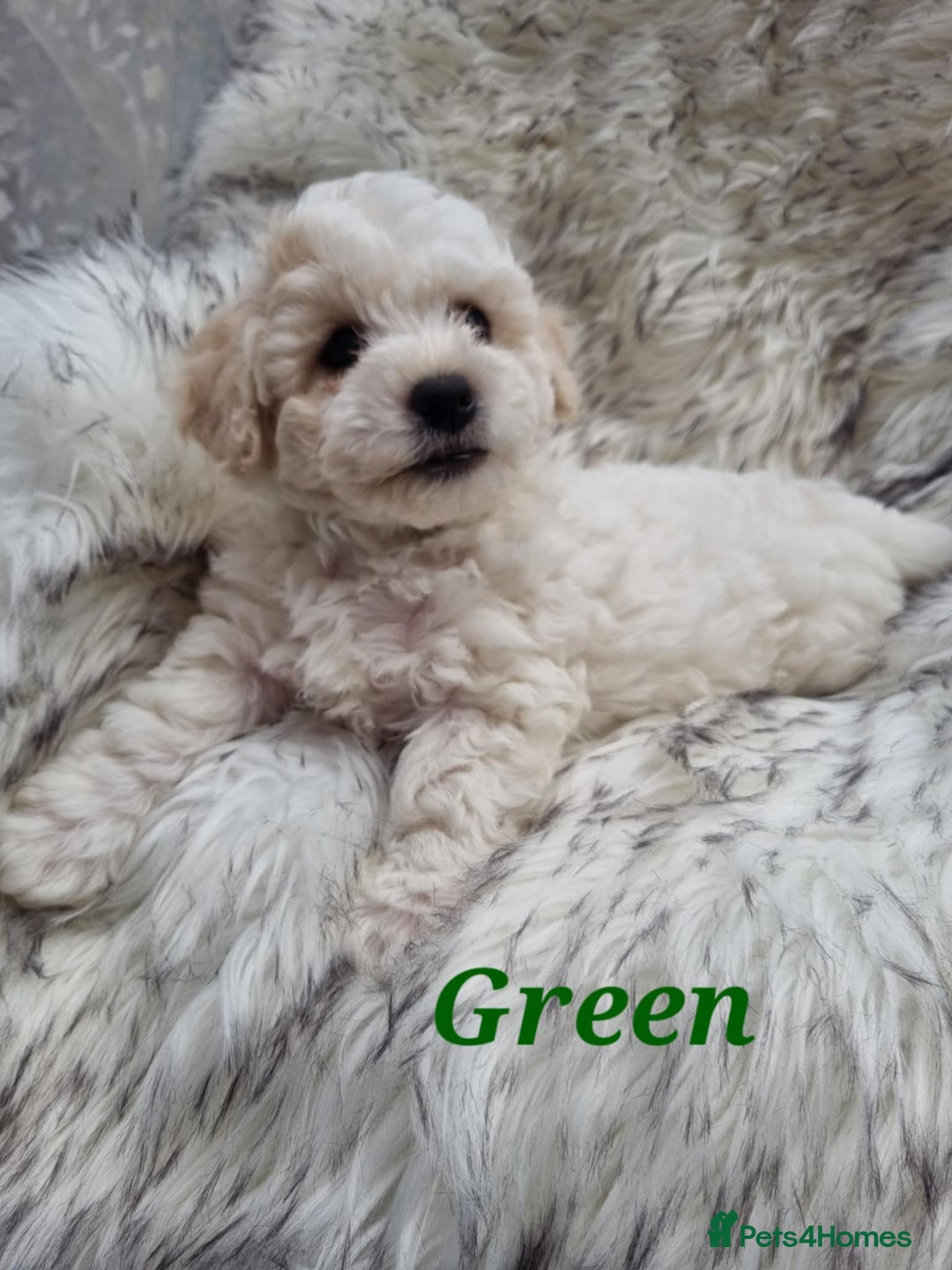 Zuchon dogs for sale: Bichon Frise puppy for sale  - Image 15