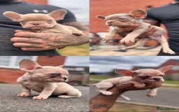 French Bulldog dogs for sale: ‼️ READY TO LEAVE NOW -3 French bulldog pups left! in Ripley - Image 1