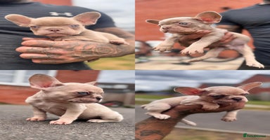French Bulldog dogs in Ripley - Advert 7
