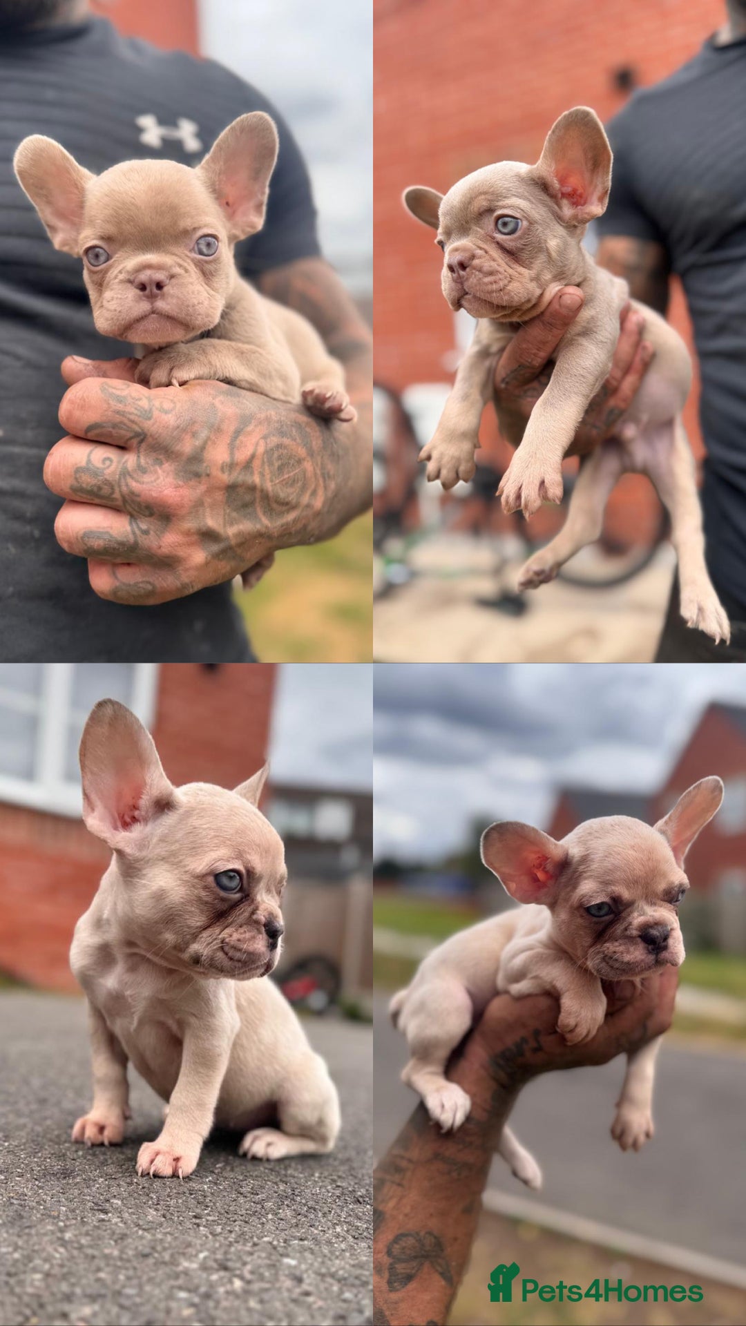 French Bulldog dogs for sale: ‼️ READY TO LEAVE NOW -3 French bulldog pups left! in Ripley - Image 1