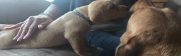 Labrador Retriever dogs for sale: Fox red labrador puppies KC Registered - Advert 11
