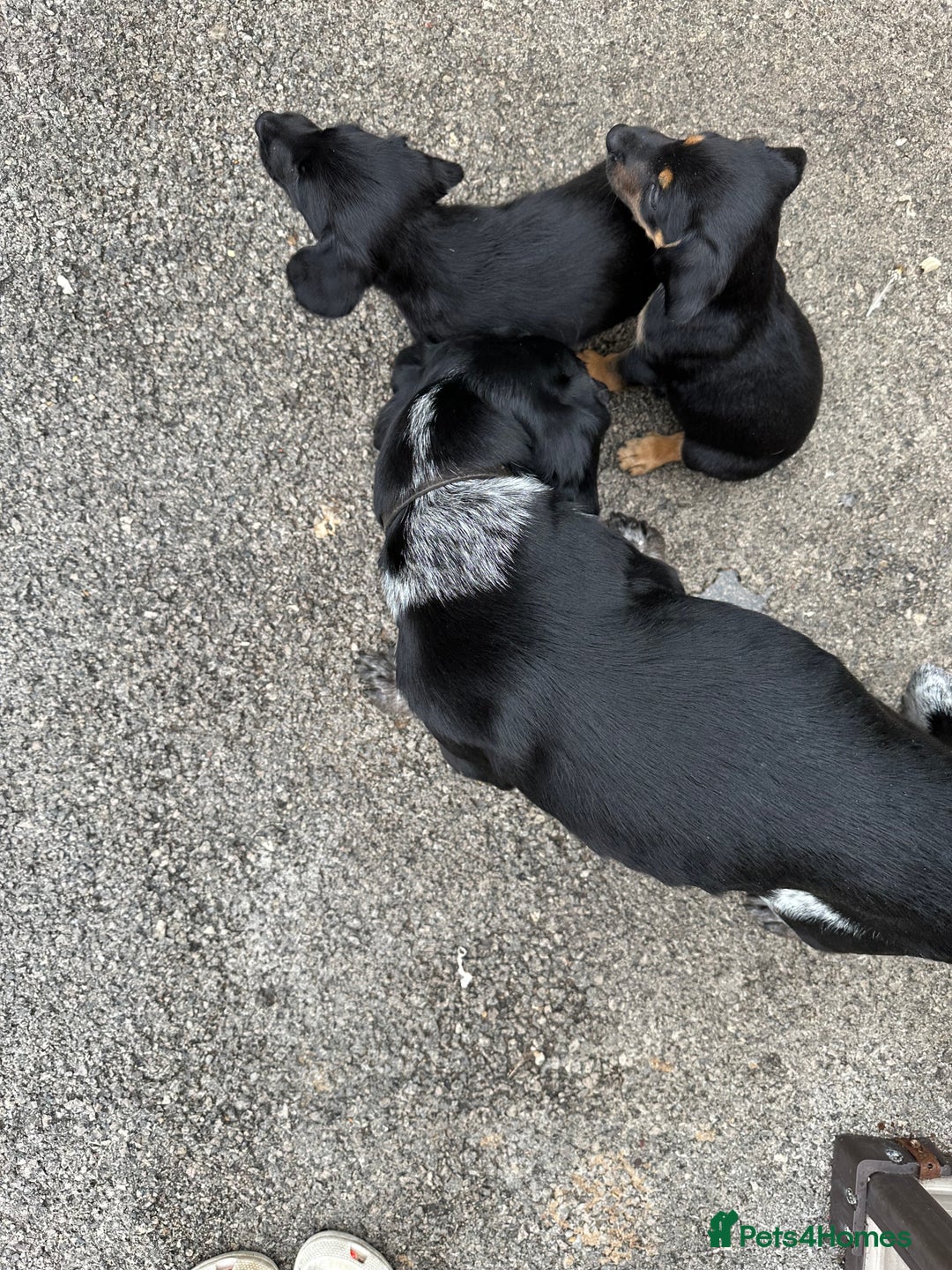 Mixed Breed dogs for sale:  Bedlington, spaniel hybrid  - Image 6