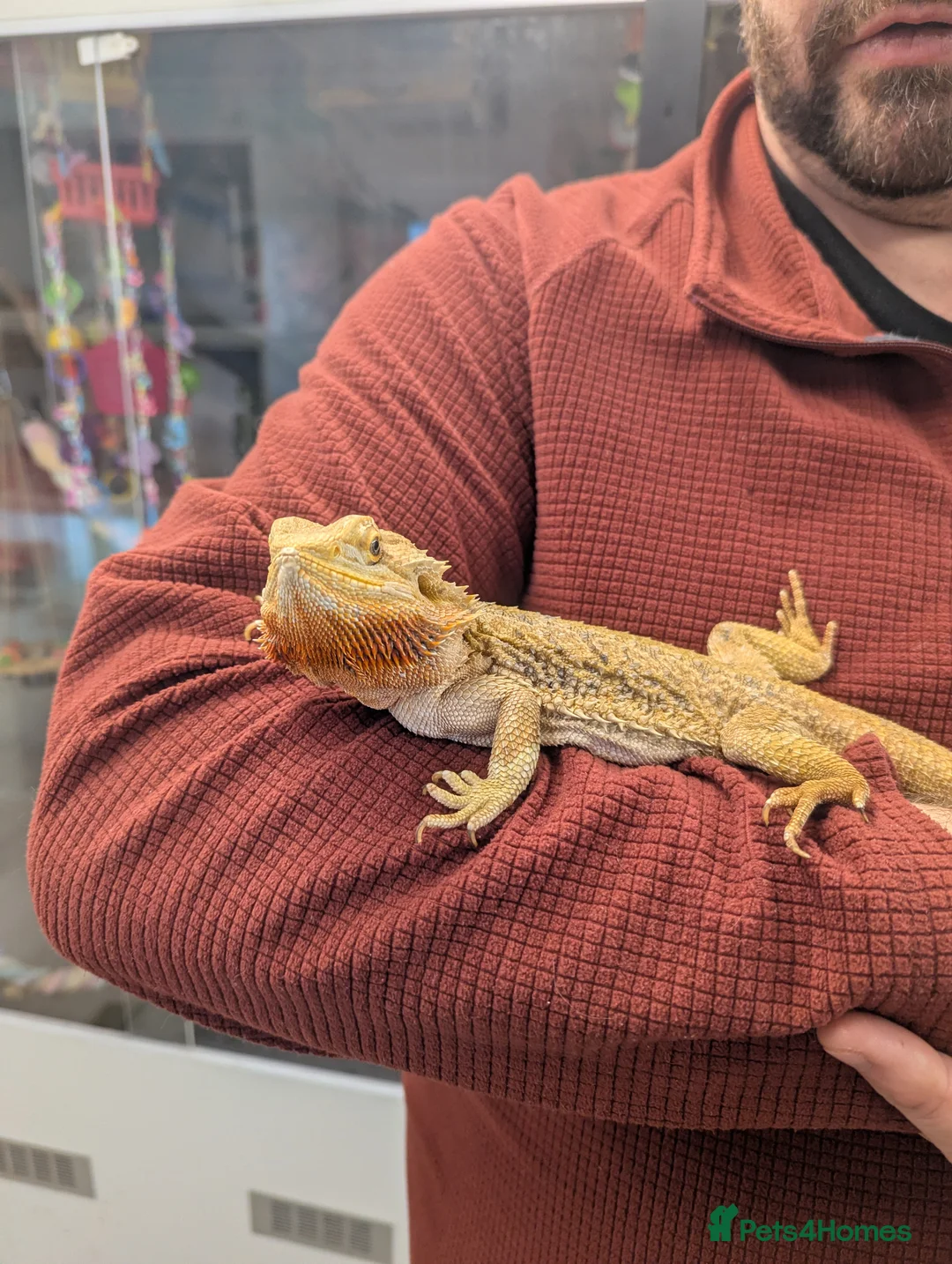 Bearded Dragon reptiles for sale: Bearded dragon. Very friendly. Stunning beardie! - Advert 2