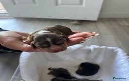 Cocker Spaniel dogs for sale: ✨show type cocker spaniel✨ - Image 15