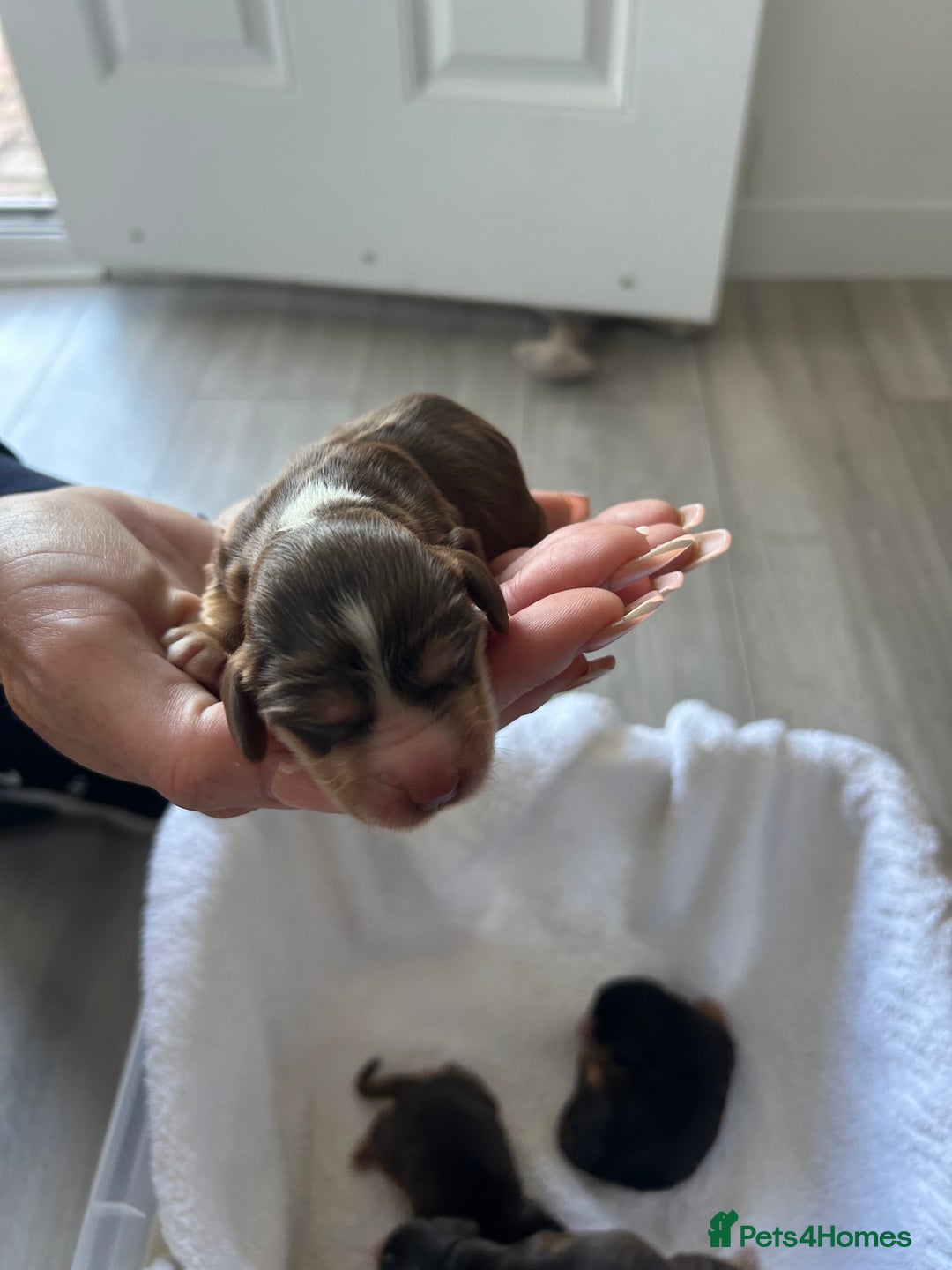 Cocker Spaniel dogs for sale: ✨show type cocker spaniel✨ - Image 15