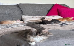 Maine Coon cats for sale: Xl Beautiful Mainecoon kittens for sale - Image 14