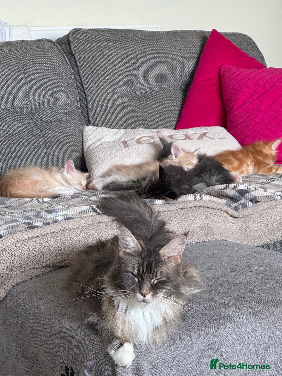 Maine Coon cats for sale: Xl Beautiful Mainecoon kittens for sale - Image 14