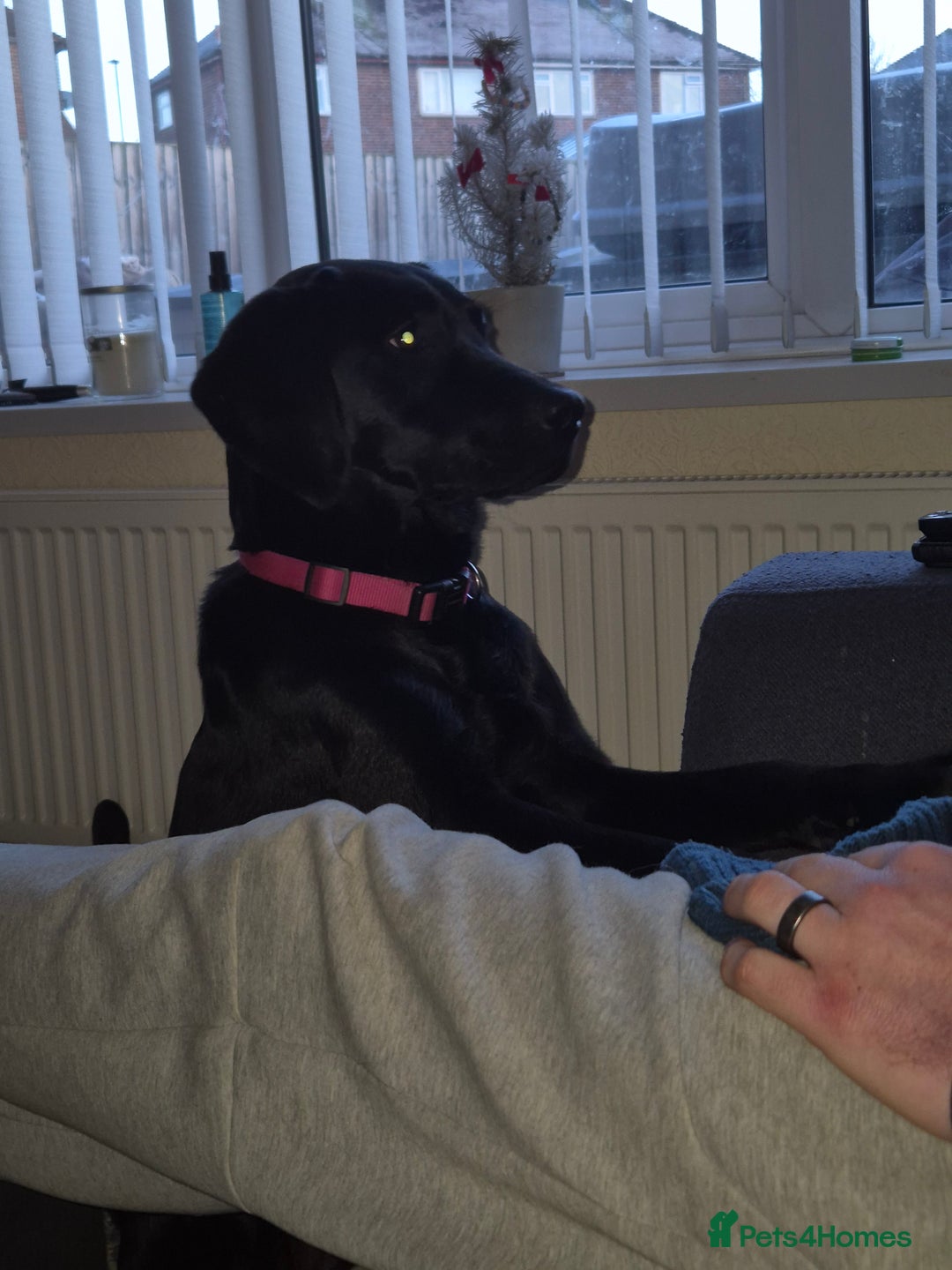 Labrador Retriever dogs for sale: Black labrador - Advert 10