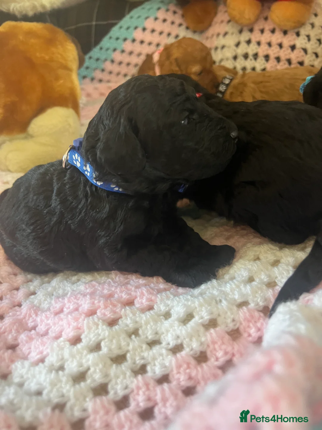 Poodle dogs for sale: 🐶🐶🐶TOY POODLES for sale🐶🐶🐶 - Advert 9