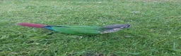 Conures birds for sale: Hand reared tame conure and kakarikis  - Advert 11