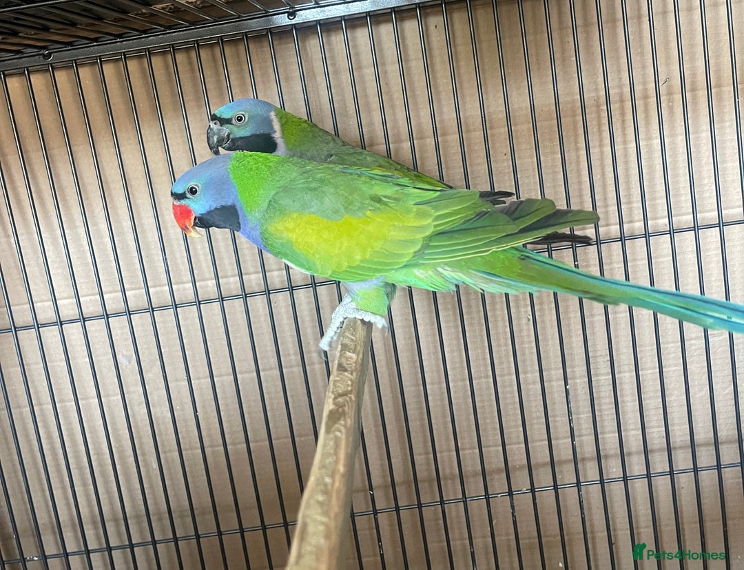 Parakeets birds for sale: Lord Derbyan Parrot for sale.👍QUICK SALE 👍 - Image 4