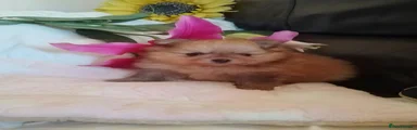 Pomeranian 2