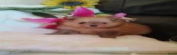 Pomeranian dogs for sale: Teddy Pom's in Barnsley - Advert 4