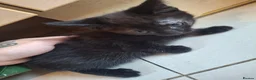 Mixed Breed cats for sale: 7 beautiful kittens for sale. in Washington - Advert 6