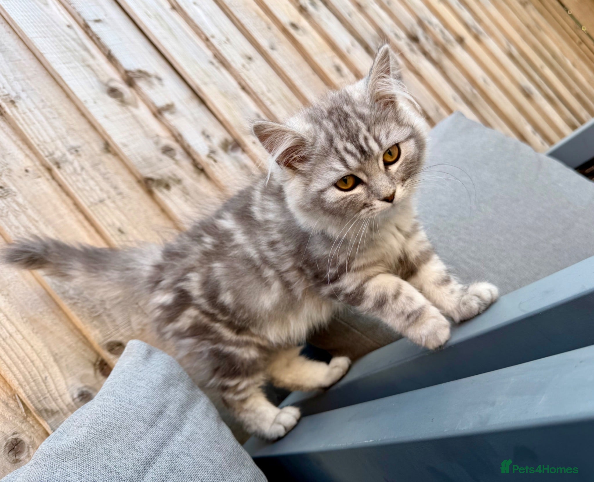 Persian cats READY TO LEAVE - Female Persian Kitten  - Advert 3
