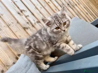 Persian cats READY TO LEAVE - Female Persian Kitten - Advert 3