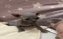 Sphynx cats for sale: 3 beautiful GIRlS available ❤️  - Image 16
