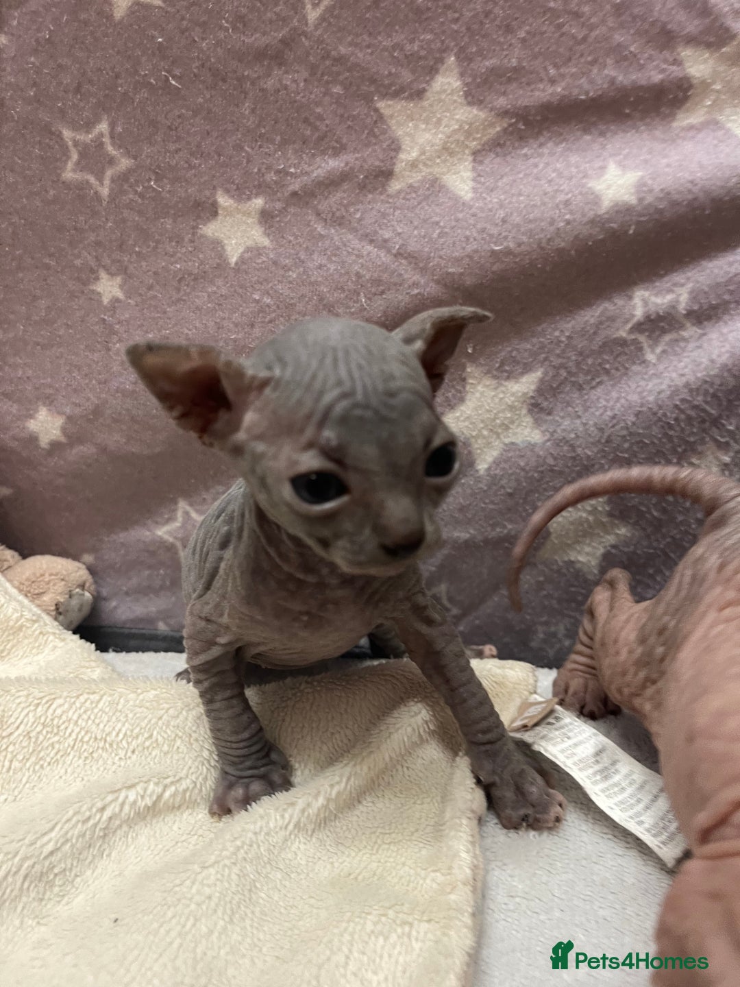 Sphynx cats for sale: 3 beautiful GIRlS available ❤️  - Image 16