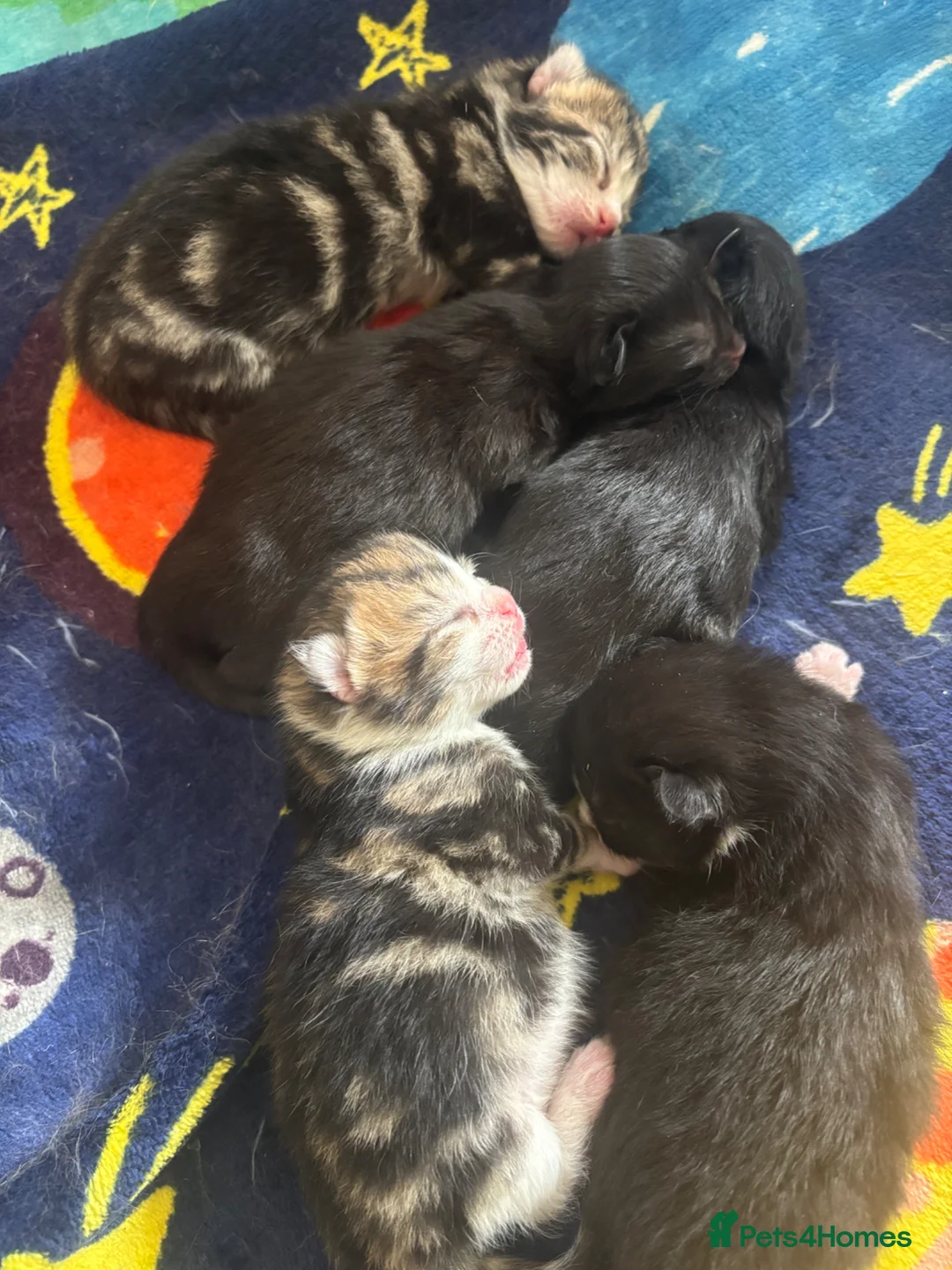 Mixed Breed cats for sale: Fluffy kittens - Advert 6