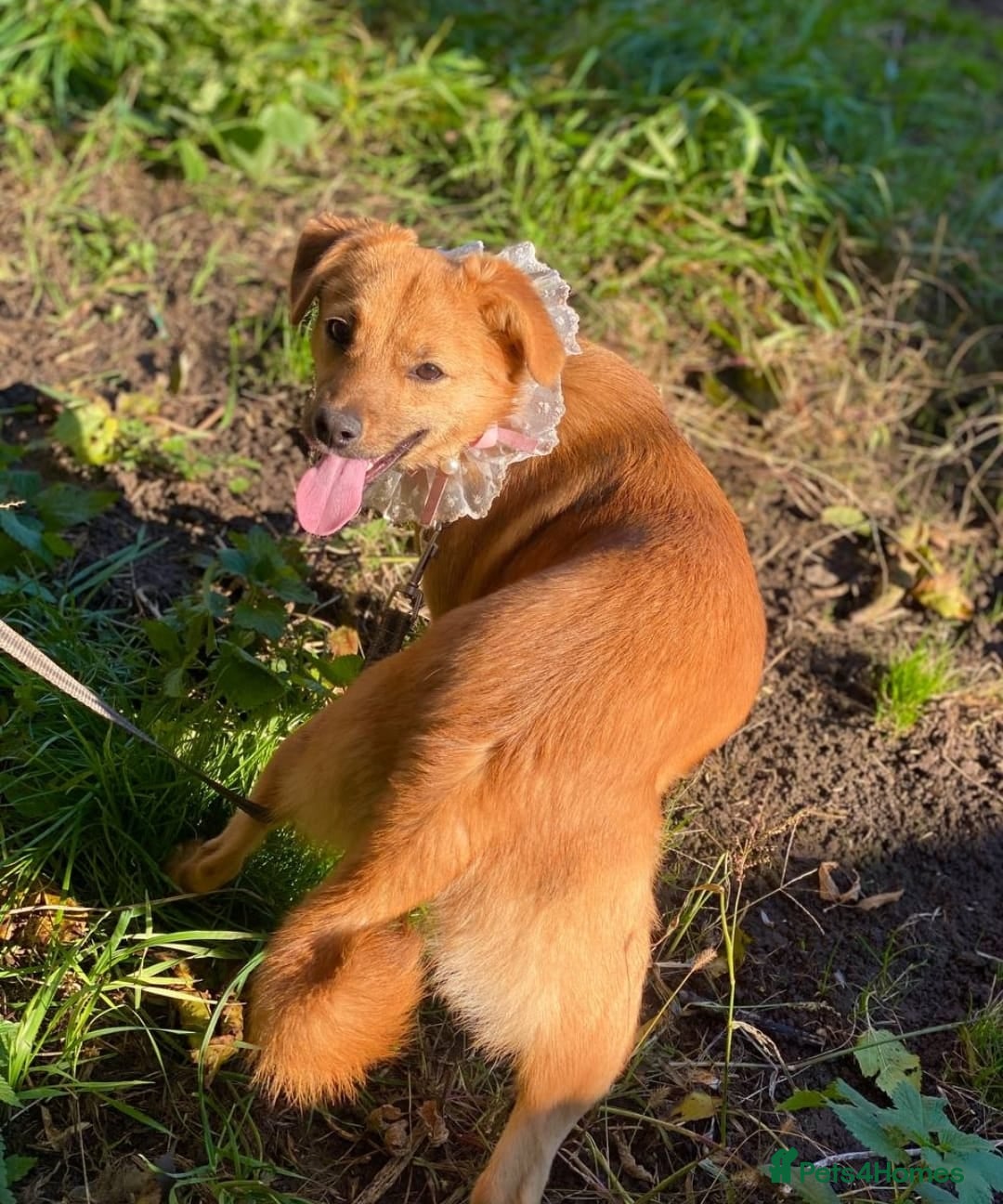 Mixed Breed dogs for adoption: 💖🐶 PENNY 🐶💖 - Advert 12