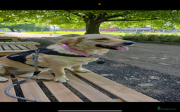Goldador dogs for sale: Goldador puppies for sale  - Image 4
