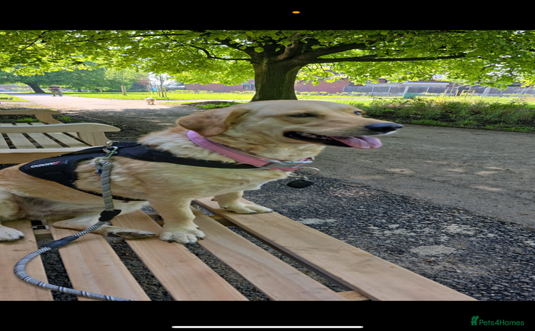 Goldador dogs - Advert 9