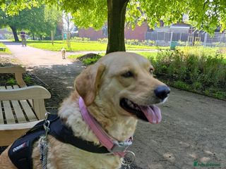 Goldador dogs - Advert 15