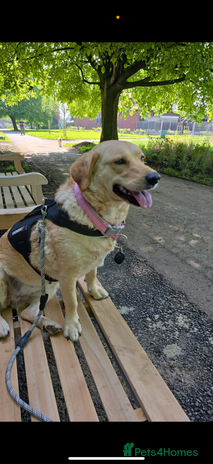 Goldador dogs - Advert 2