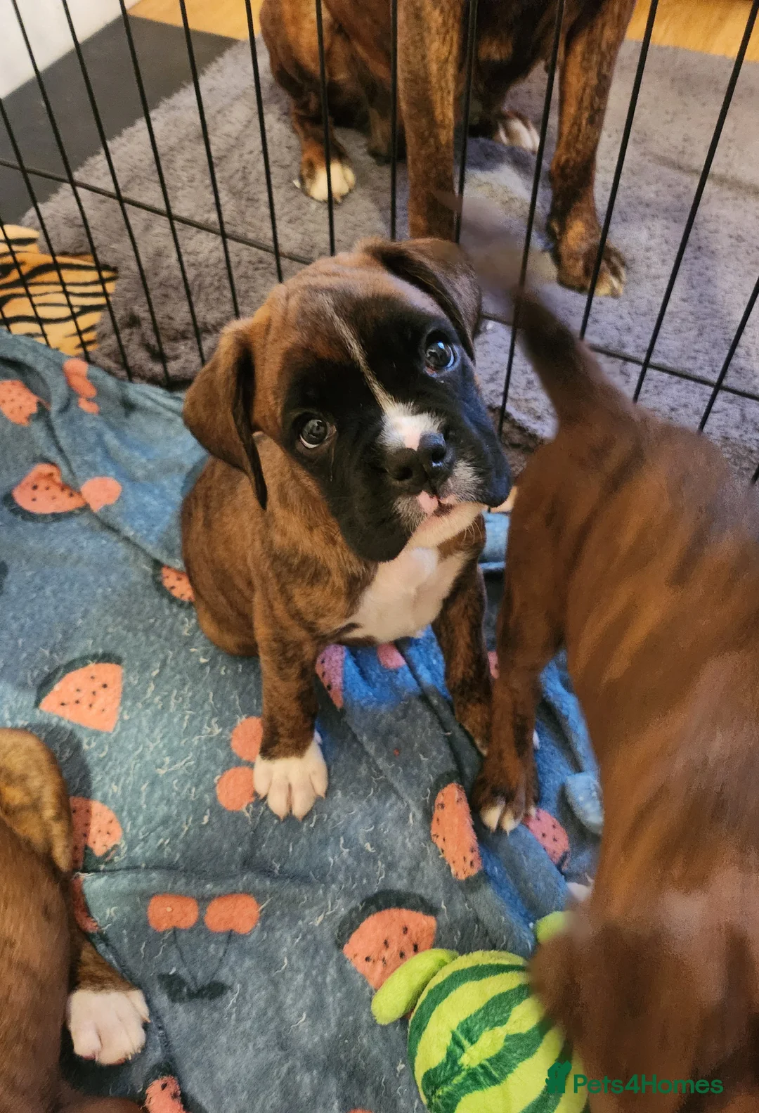 Boxer dogs for sale: 🌟🐾 KC REG, HS-0 BOXER PUPS, BOB/TAIL 🐾🌟  - Advert 2