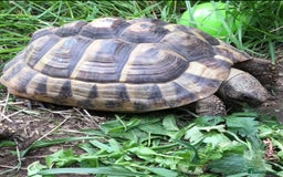 Hermann Tortoise reptiles for sale: Female hermanns tortoise - Image 2