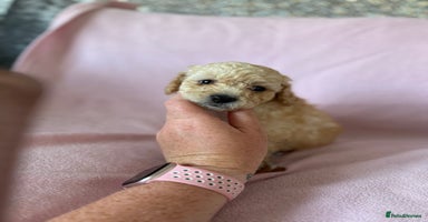 Labradoodle dogs - Advert 4